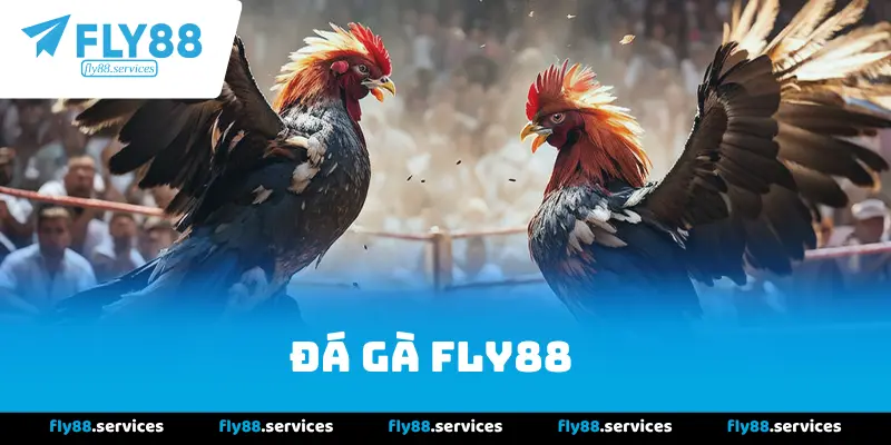 Đá gà Fly88